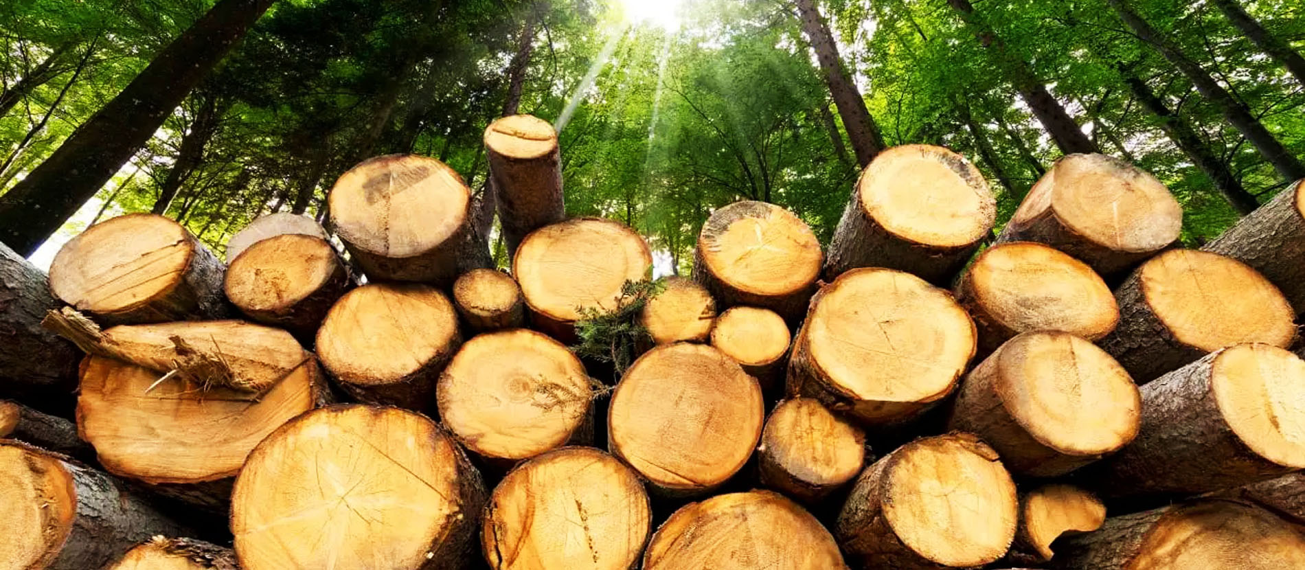 State Timber Corporation